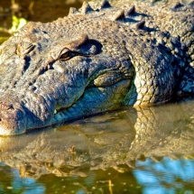 Saltwater Crocodile 2