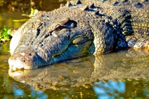 Saltwater Crocodile 2