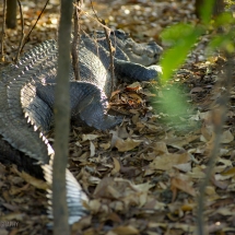 Wildman Fishing Tours Saltwater Crocodile