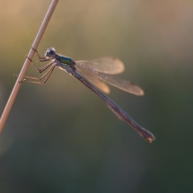 Dragonfly resting on plant in golden light